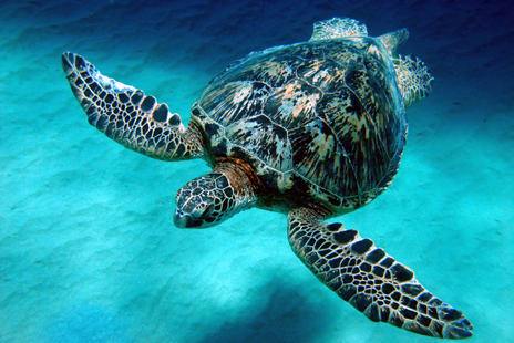 Tubbataha-Palawan-Philippines.jpg